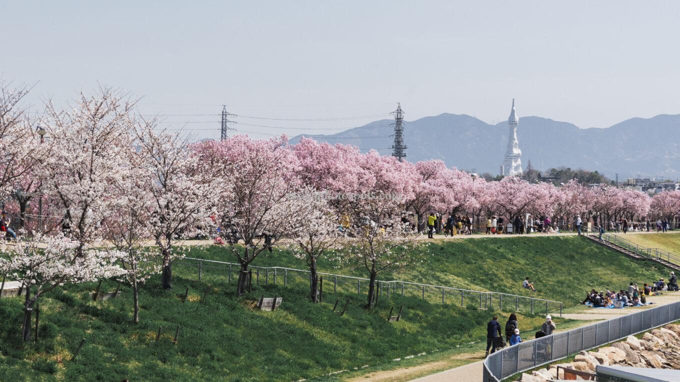 狭山池公園の桜