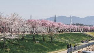狭山池公園の桜|大阪狭山市