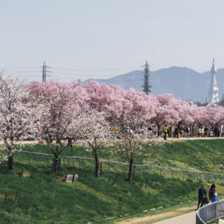 狭山池公園の桜