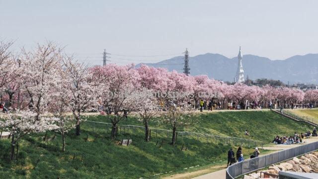 狭山池公園の桜