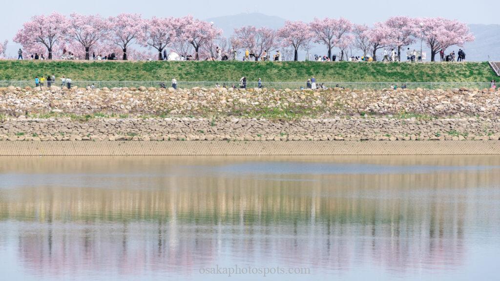 狭山池公園の桜