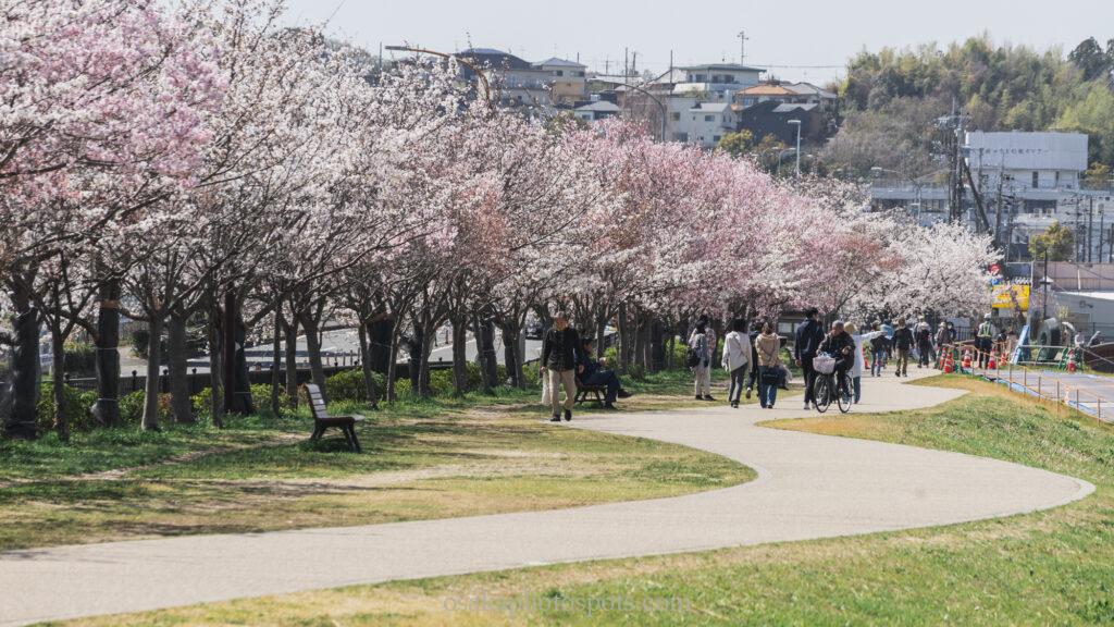 狭山池公園の桜