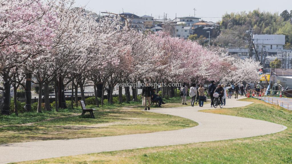 狭山池公園の桜