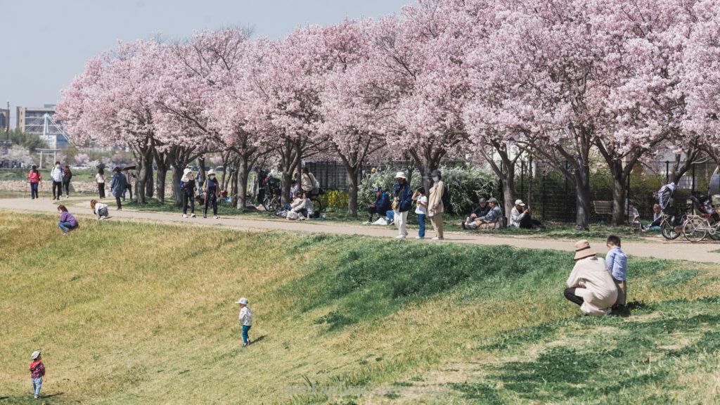 狭山池公園の桜