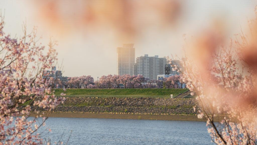 狭山池公園の桜