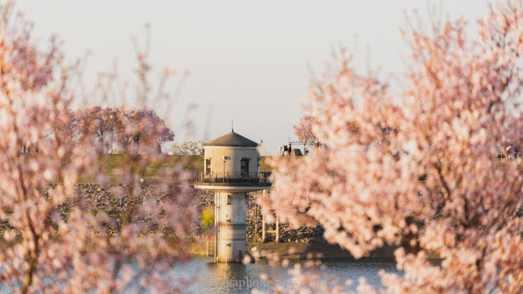 狭山池公園の桜