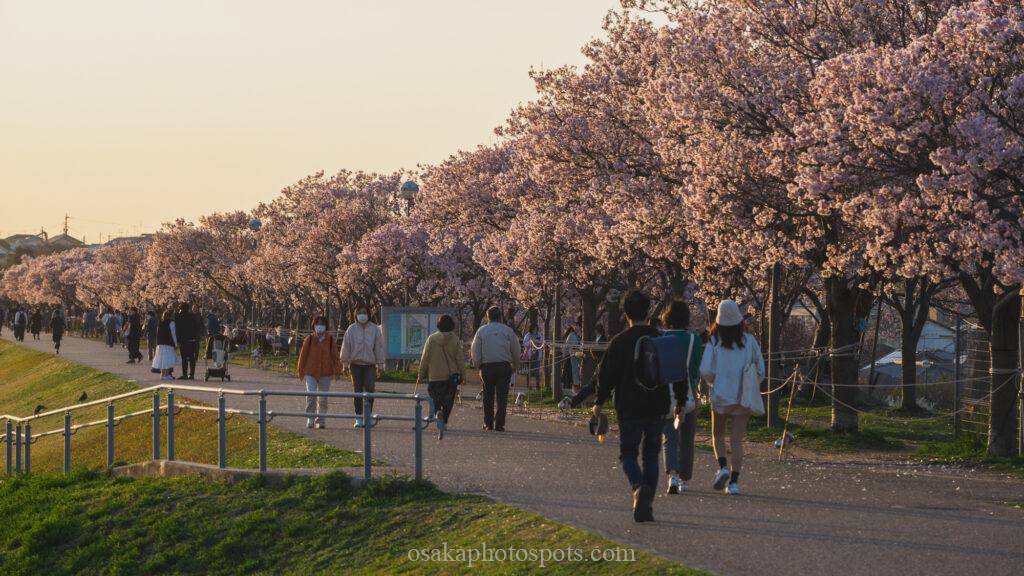 狭山池公園の桜