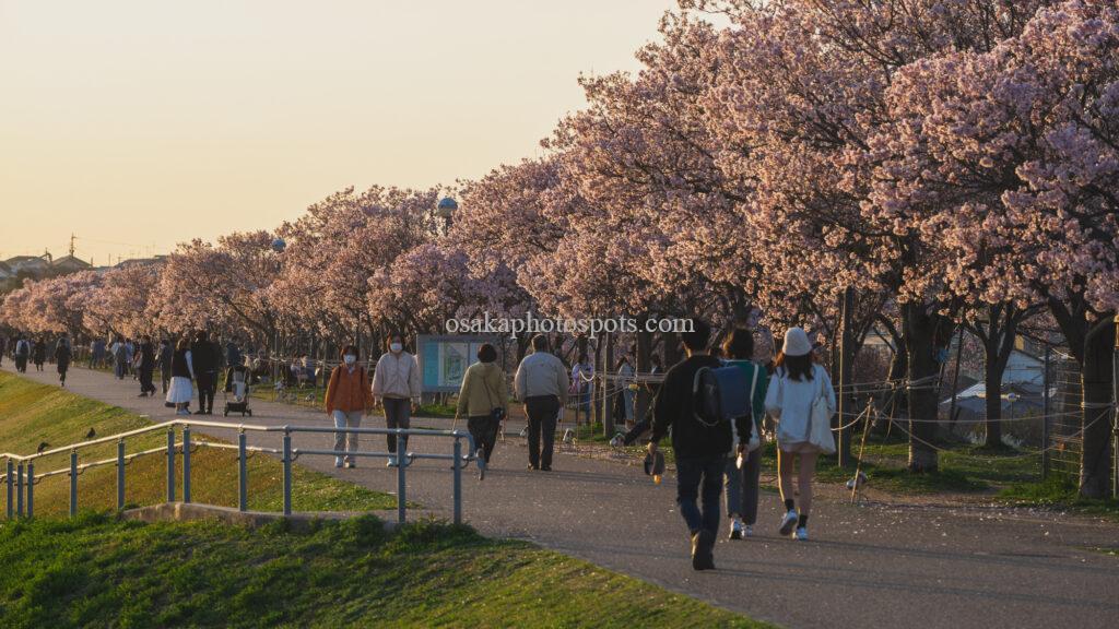 狭山池公園の桜
