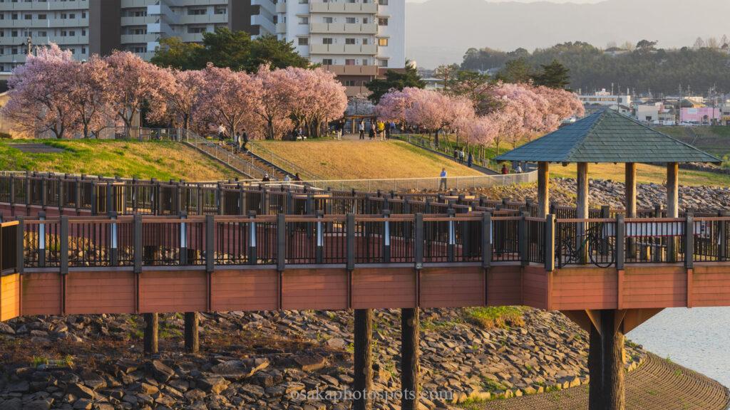 狭山池公園の桜