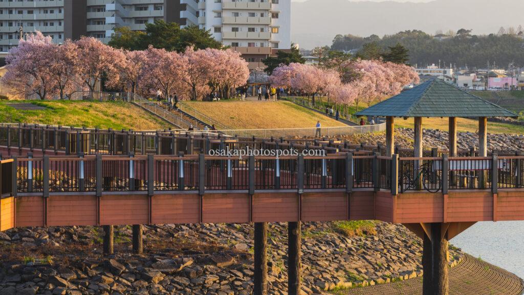 狭山池公園の桜