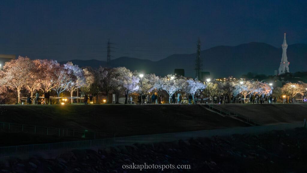 狭山池公園の桜のライトアップ