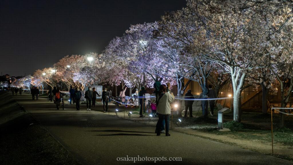 狭山池公園の桜のライトアップ