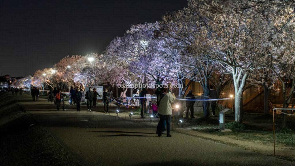狭山池公園の桜のライトアップ