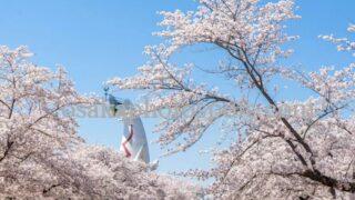 万博記念公園の桜|吹田市