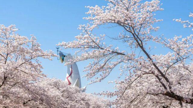 万博記念公園の桜