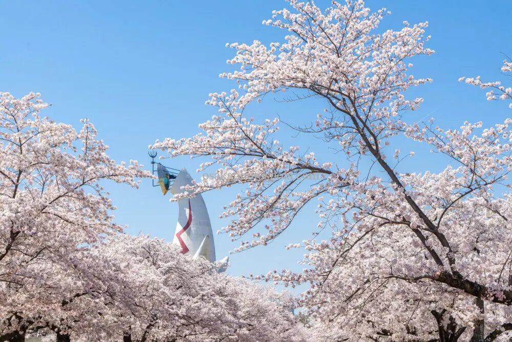 万博記念公園の桜