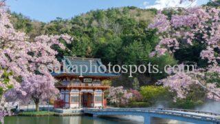 勝尾寺の桜|箕面市