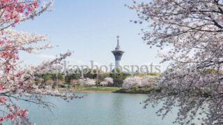 花博記念公園鶴見緑地の桜|大阪市