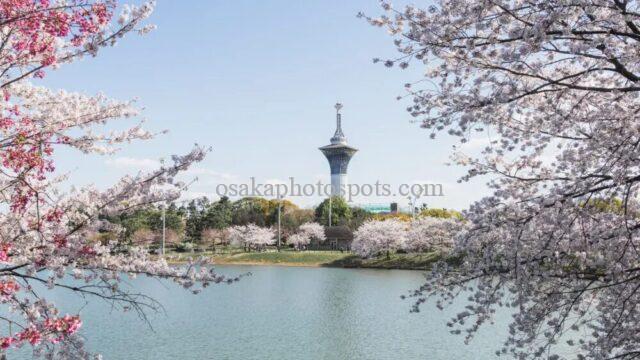 花博記念公園鶴見緑地の桜