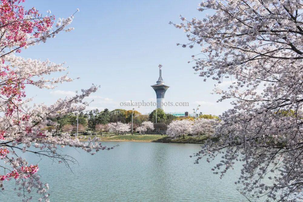 花博記念公園鶴見緑地の桜