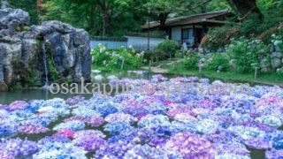 久安寺の紫陽花(あじさい)|池田市