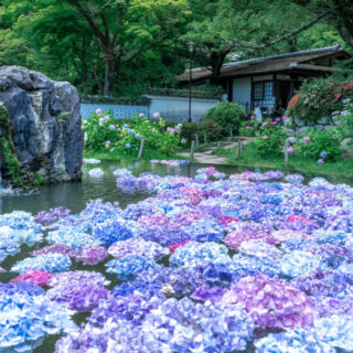 久安寺のあじさい