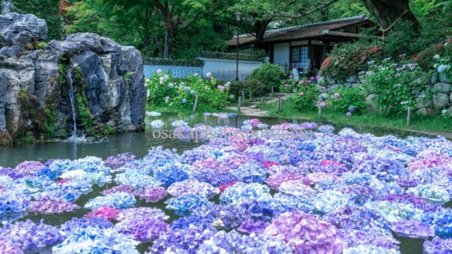 久安寺のあじさい