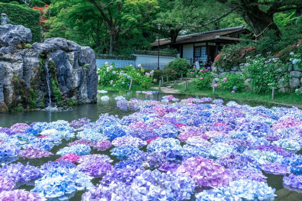 久安寺のあじさい
