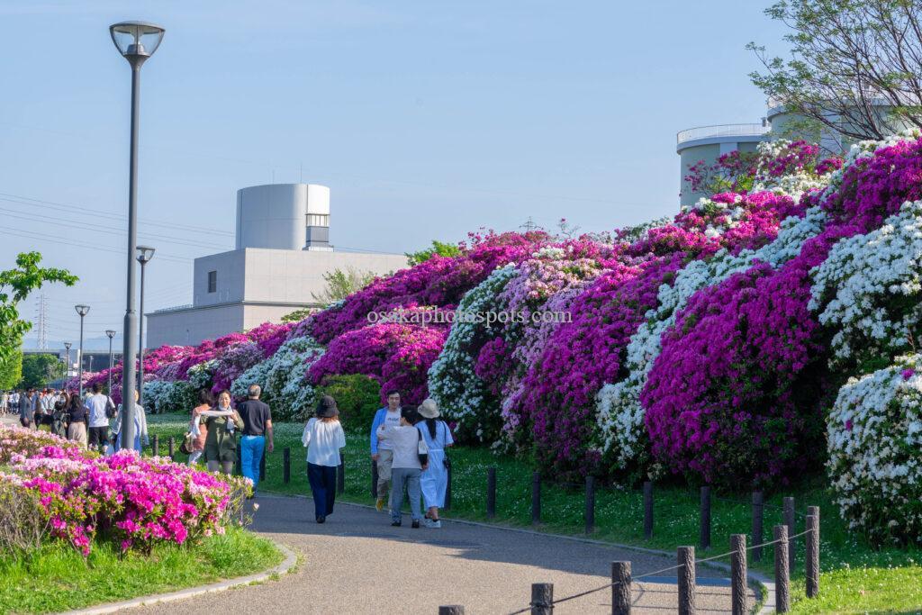 浅香山緑道のツツジ