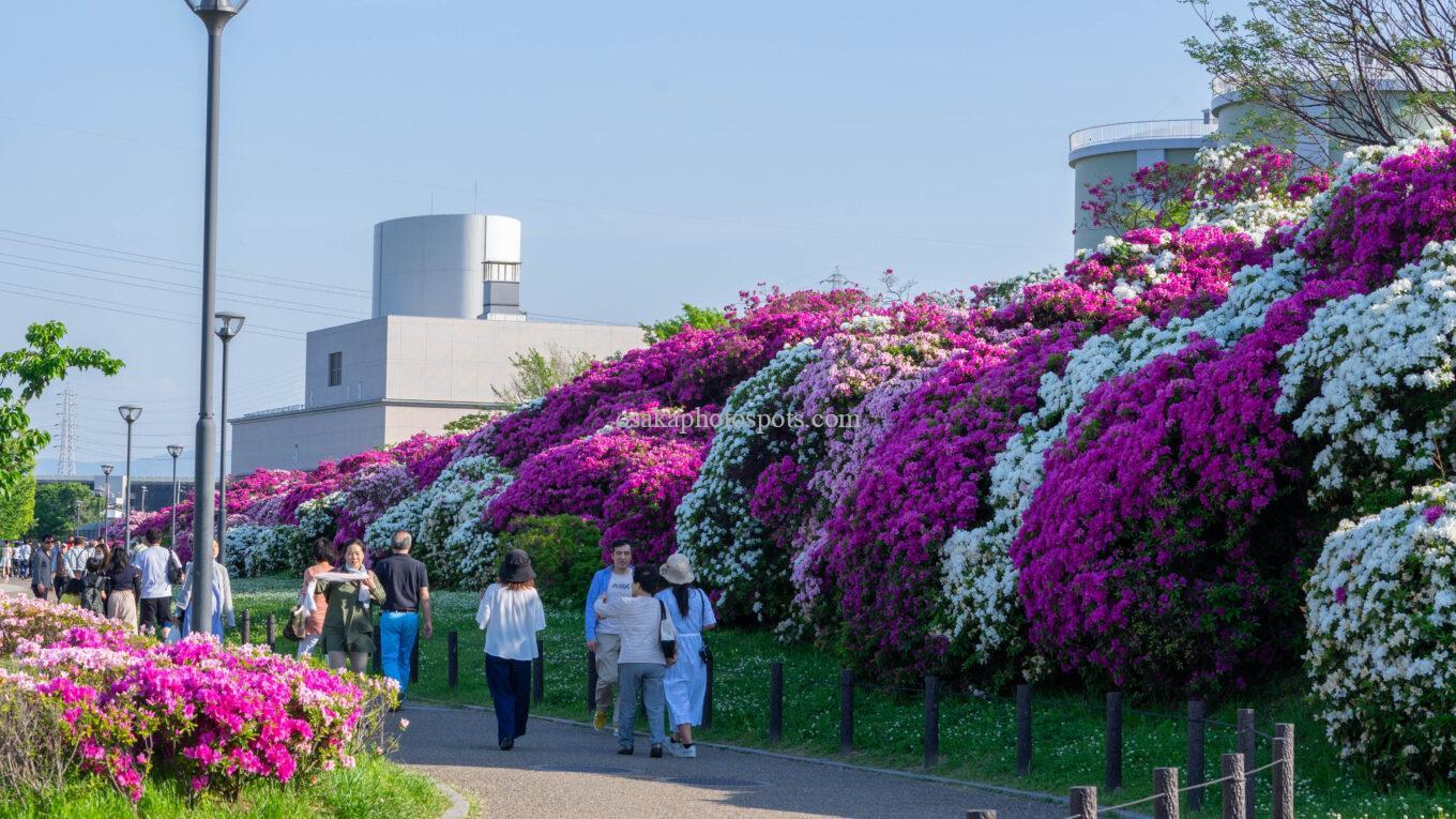 浅香山緑道のツツジ