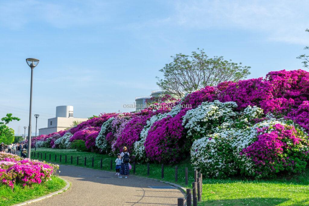 浅香山緑道のツツジ