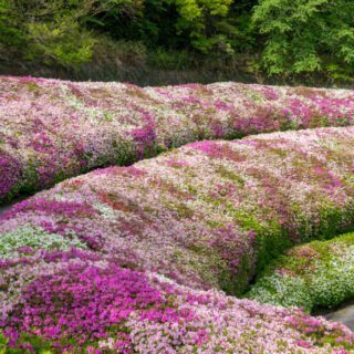 なるかわの森(なるかわ園地)のつつじ園