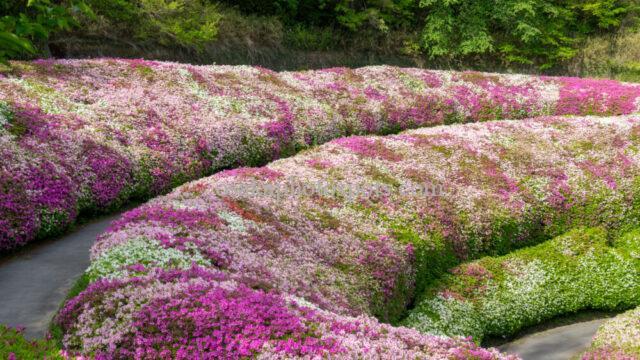 なるかわの森(なるかわ園地)のつつじ園