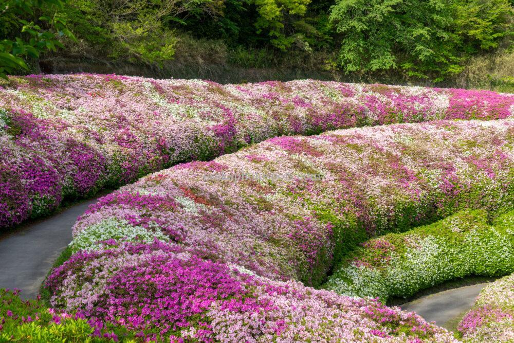 なるかわの森(なるかわ園地)のつつじ園