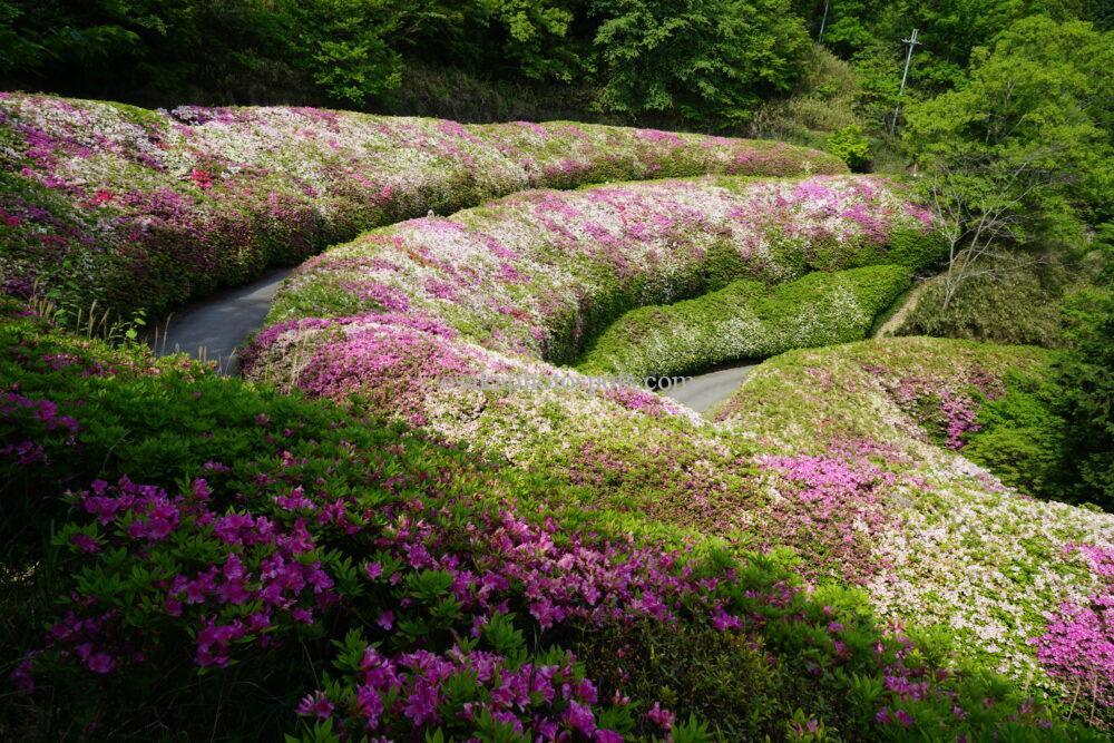なるかわの森(なるかわ園地)のつつじ園