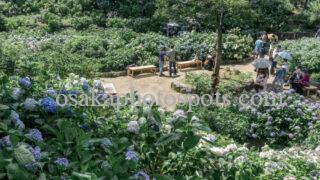 長居植物園アジサイ園|大阪市