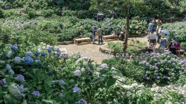 長居植物園アジサイ園