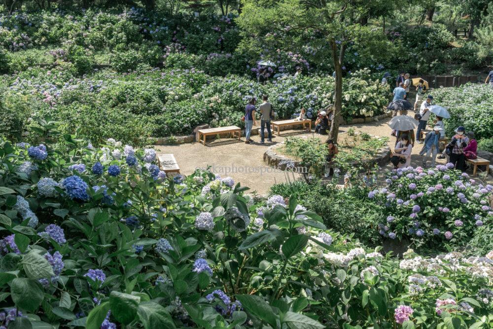 長居植物園アジサイ園