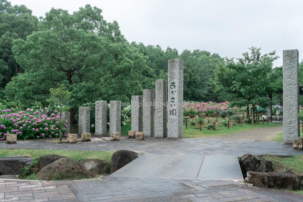 蜻蛉池公園あじさい園