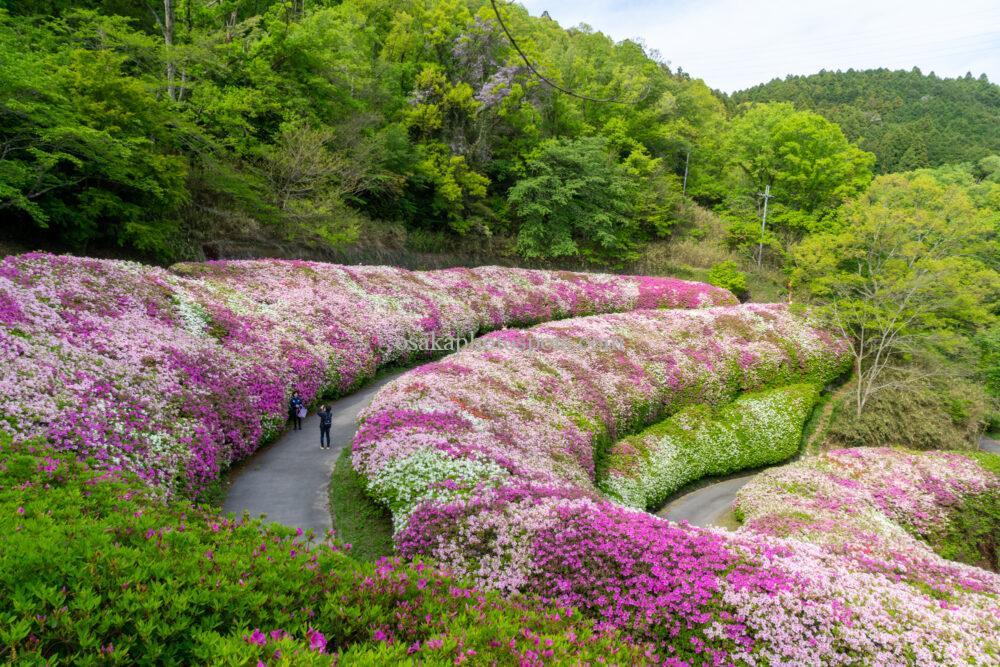 なるかわの森(なるかわ園地)のつつじ園