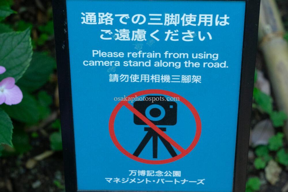 万博記念公園のあじさいの森