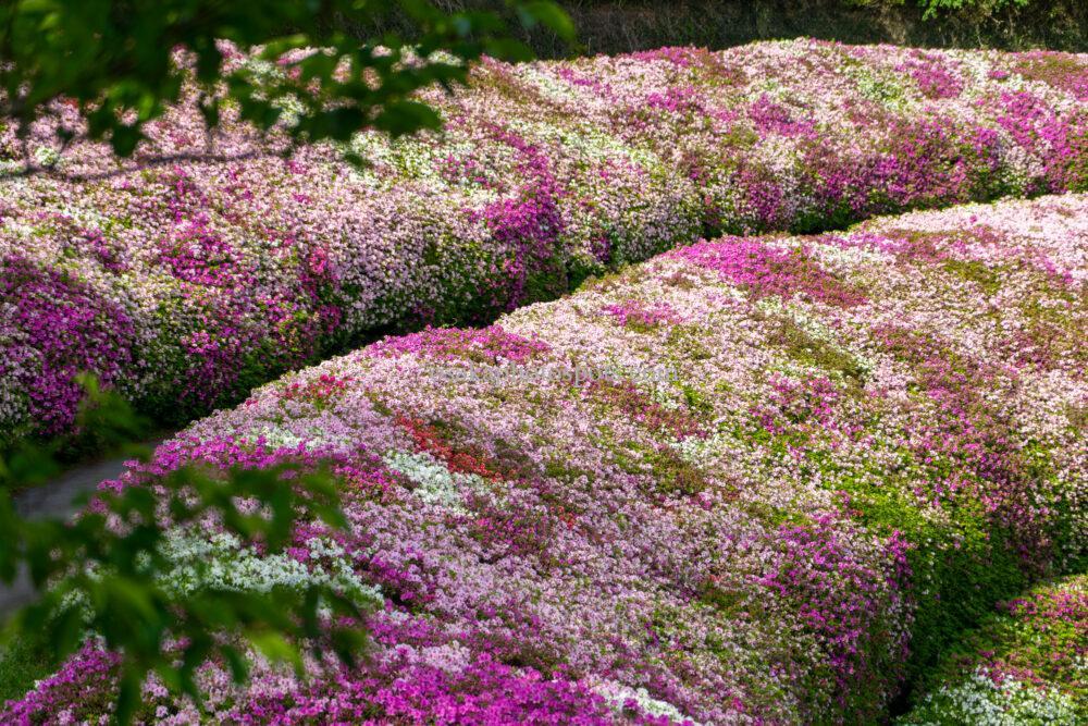 なるかわの森（なるかわ園地）のつつじ園