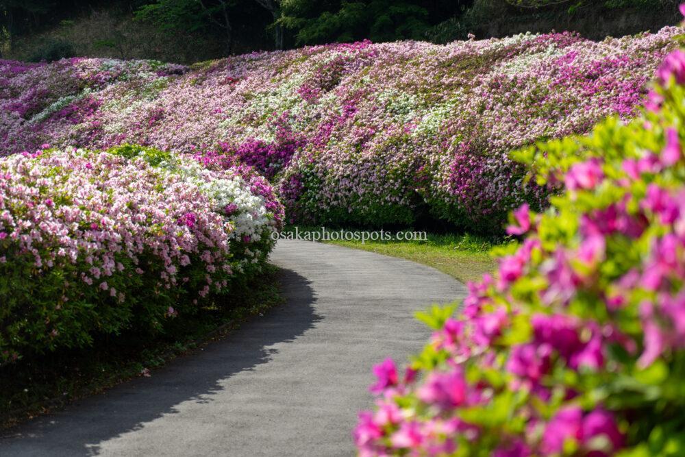 なるかわの森(なるかわ園地)のつつじ園