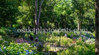 万博記念公園の紫陽花(あじさい)|吹田市