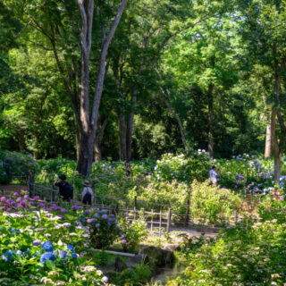 万博記念公園のあじさいの森