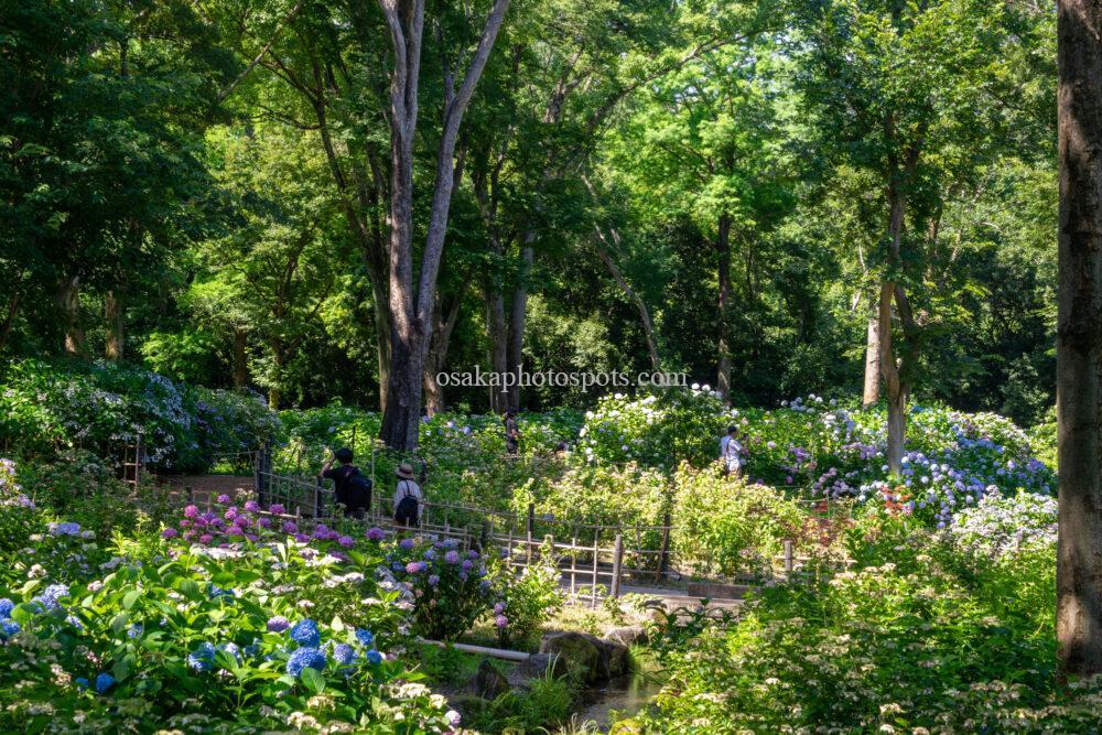 万博記念公園のあじさいの森