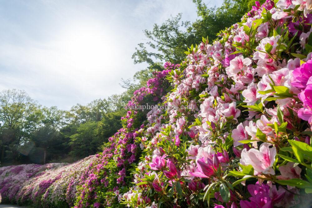 なるかわの森（なるかわ園地）のつつじ園