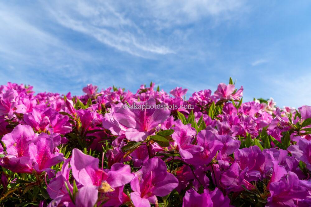 なるかわの森（なるかわ園地）のつつじ園