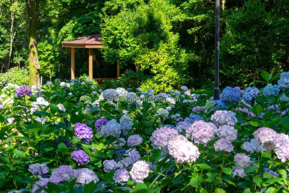 万博記念公園のあじさいの森
