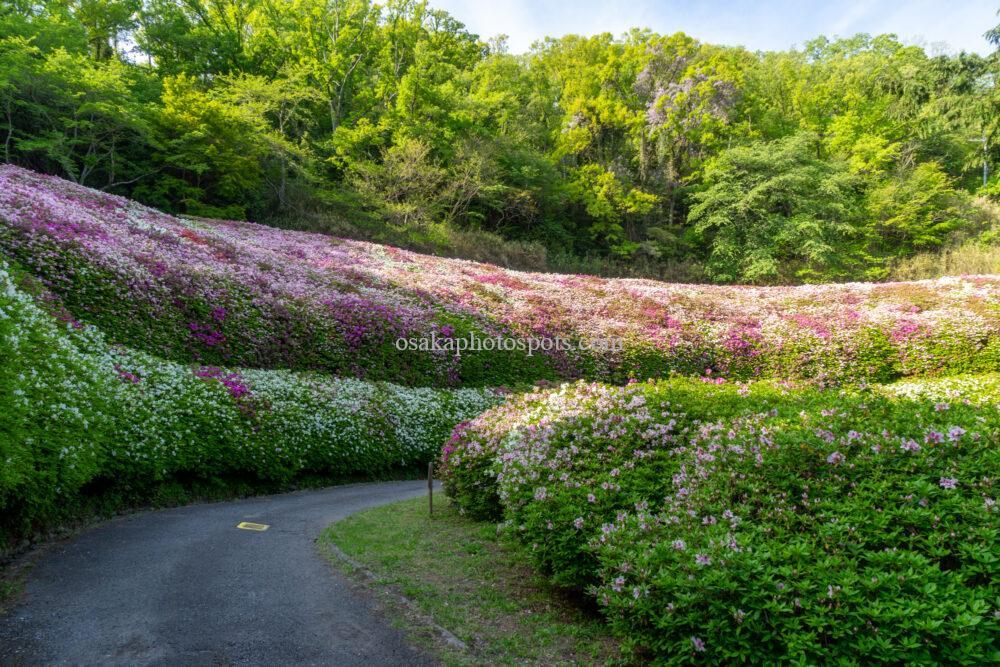 なるかわの森（なるかわ園地）のつつじ園